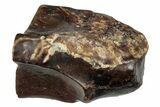 Fossil Dinosaur (Triceratops) Shed Tooth - Montana #288092-1